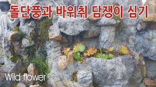 바위솔정원에 돌단풍과 바위취, 담쟁이심기 Wild flower 친절한광자씨