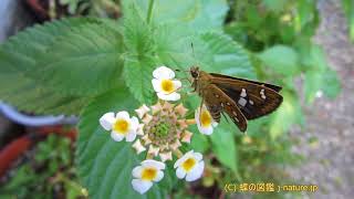 ランタナの花の蜜を吸うホソバセセリ