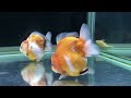 成長紀錄 來了一個多月換燈曬曬 2022秀金魚按讚比賽 2022 show goldfish like contest fancy goldfish 第37週優勝影片