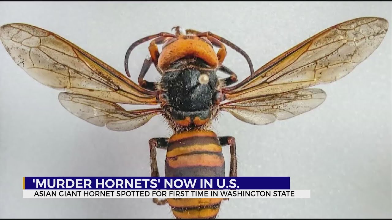 ‘Murder Hornets’ Discovered In US For First Time - YouTube