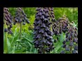 Рябчик или Фритилярия fritillaria garden flowers183 Декоративные растения