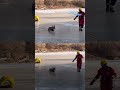 firefighters rescue distressed deer from frozen river