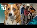 Rescue dog gets life-changing surgery after owner loses everything