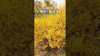 개나리 벗꽃이 아름다운 봄날 - A beautiful spring day with forsythia blossoms