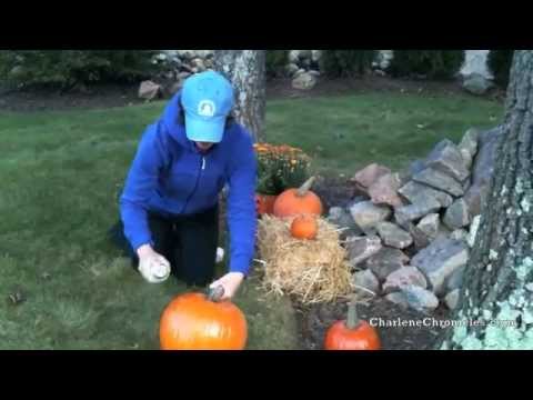 How to Protect Your Pumpkins from Squirrels and Chipmunks How to Protect Your Pumpkins from Squirrels and Chipmunks
