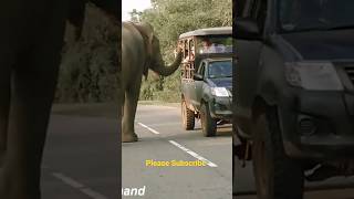 Hungry Elephant || भूखा हाथी बना खतरनाक #हाथी #Hungry Elephant #yutubeshort#Shortfeed#elephantShort