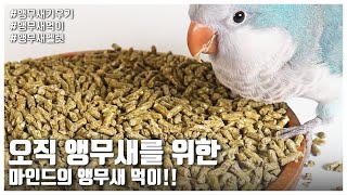 [앵무새키우기] 오직 앵무새를 위한 마인드의 앵무새 먹이!!