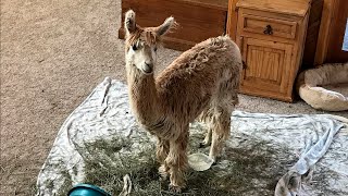 Premature Tiny Alpaca Grows Up Inside A House | The Koala