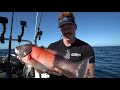 pacific barracuda *trash fish* taste test...