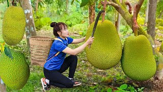 Amazing: Harvesting yellow jackfruit & Goes To Market Sell / life of talented girl