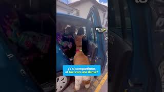 Captan a una llama a bordo de un taxi en Perú