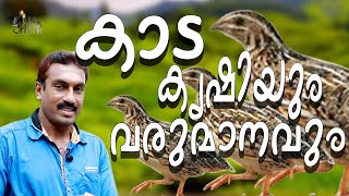 കാട കോഴി കൃഷിയും വരുമാനവും/ കാട കോഴികളെക്കുറിച്ച് അറിയേണ്ടതെല്ലാം| kada koazhi Farming | kada kozhi.