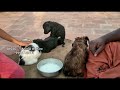 அதிக பேன் உண்ணியால் கஷ்டபட்ட குட்டிகள்🐕🐕🐕🐕 rescued puppies dogs skgsg straykids love dogslove