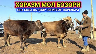 ОНА БОЛА ВА ҚСИР СИГИРЛАР ХОРАЗМ МОЛ БОЗОРИ УРГАНЧ 12-января 2025 г.