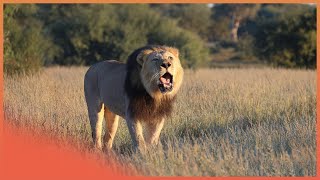 Phakara the Lion, fiercest lions of Botswana