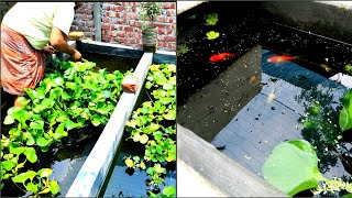 Gold fish pond setup without any Airation || গোল্ডফিশ ফিস ফার্মিং A to Z