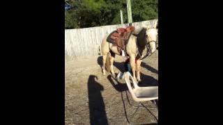 GOLDEN SHADADANCER AQHA 6