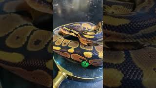 Calico vs Classic Ball Python