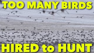 TOO MANY BIRDS ... Claudio Ongaro's Hired to Hunt Season 5 Episode 3