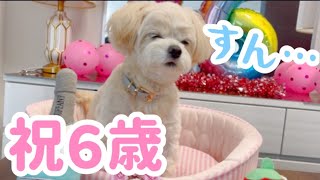 【祝♡6歳】自分の誕生日なのに他人事な愛犬がこちら#チワプー #chihuapoo