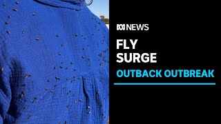 Late bush fly surge frustrates tourists and residents across Western Australia | ABC News
