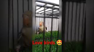 Lovebirds Meet Duckeno: The Cutest Feathered Friendship Ever! 🐦🦆 #birds #rawdiet #parrot  #rawfood