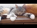 仲良し猫ズの日向ぼっこ！身体をくっつけて寛いでる姿に癒されます【猫 かわいい】