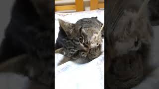 【玄関猫】人なれし過ぎのカプリコ】