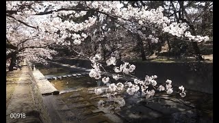 「夙川公園の桜が満開になりました」    　2021.3.24