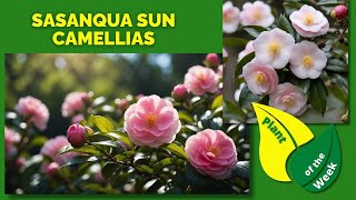 Sasanqua Camellia | Sun Camellias | Evergreen Shrubs