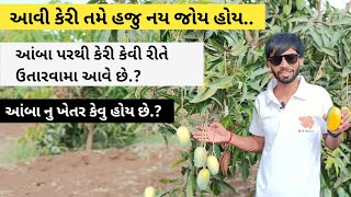 આવી કેરી તમે હજુ નય જોય હોય | આંબા નુ ખેતર કેવુ હોય છે | કેસર કેરી | mango farm Gujarat | kesar keri