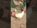 murge ki awaaz#murga#murgi#chicken#animals#azmathpasha