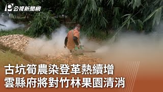 古坑筍農染登革熱續增 雲縣府將對竹林果園清消｜20230808 公視中晝新聞