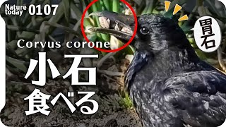 0107【カラスが石食べる】猛禽類ツミ？ハヤブサ？。捕食失敗ムクドリ、カワセミ、スズメ朝チュン、モズ、カルガモ求愛、オナガガモ。メジロハシボソガラス砂肝胃石 #カラス #ムクドリ #身近な生き物語