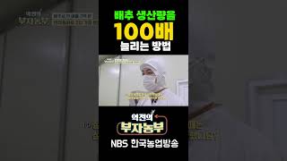 배추 생산량 X 100배