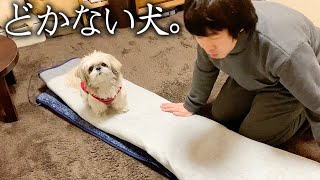 動画79.どうしてもどかない犬。【お蔵出し動画】