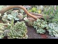 Re-setting this old arrangement to make it look better! || Merjhen's Garden