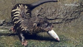 ウグイを食べるコツメカワウソの家族~Small-clawed otterｓ