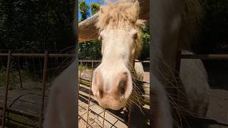 もっともっと!!【渋川動物公園】#shorts #馬 #horse