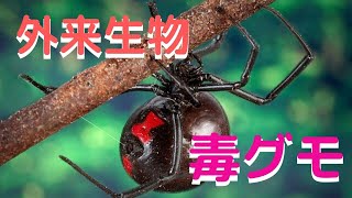 【外来生物】毒グモ（セアカゴケグモもブラックウイドウ）は、もう日本にも住み着いている！