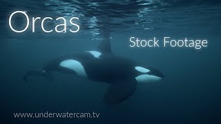 Fascinating Orcas - Killer Whales- Amazing Stock Footage from the Fjords of Northern Norway