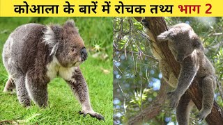 Koala bear in Hindi | कोआला के बारे में रोचक तथ्य - पेड़ पर सोते भालू (Part-2)