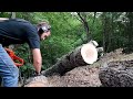 testing my brand new husqvarna 372xp _ bucking oak tree _ axehole logger