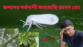 সাদামাছির পরিচিতি। ফসলের যে ধরণের ক্ষতি করে সাদা মাছি!