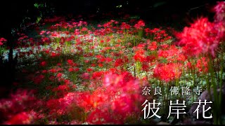 【Japan trip 4K 60p】奈良 佛隆寺の彼岸花　Butsuryu-ji Temple（Red spider lily ）