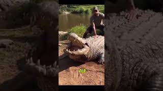 Oldest crocodile in the world!