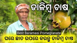 ବାରମାସୀ ଡାଳିମ୍ବ ଚାଷ କରି ଲାଭବାନ ହୁଅନ୍ତୁ । Farming Tips in Odia। Rabi Organic Farming