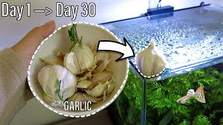 Garlic Aquarium Day 1 - Day 30