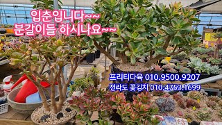 24.2.4.염좌금 다육이 왕대품 분갈이해요 ~