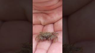 Tiny Fuzzy Crab #fishing #exoticfish #crab #crabs #nature #wildlife #viral #youtubeshorts #foryou